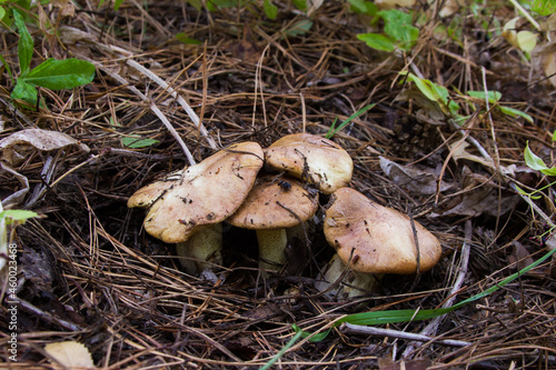 Suillus luteus fungus, commonly referred to as slippery jack or sticky bun in speaking countries