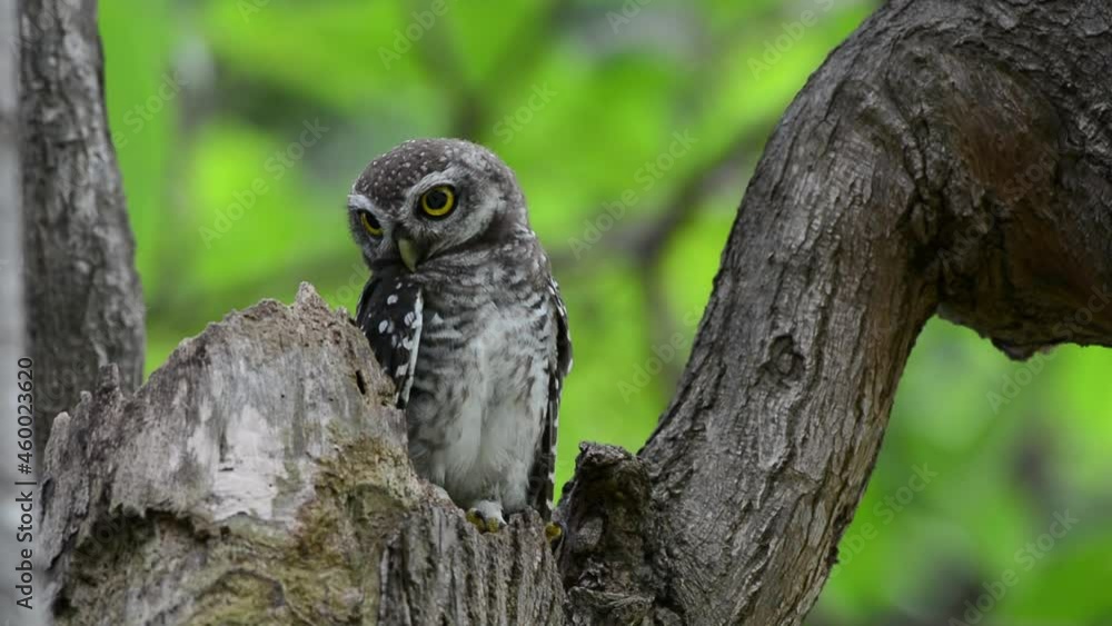 Juvenile owl in nature.
Spotted owlet with big eyes coming out from home nest sitting and looking at photographer down below,hd video.
Juvenile owl in nature.
Spotted owlet with big eyes coming out from home nest sitting and looking at photographer down below,hd video.