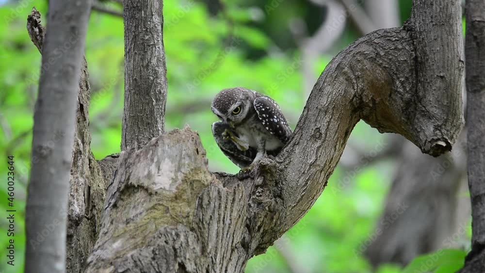 Juvenile owl in nature.
Spotted owlet with big eyes coming out from home nest sitting and looking at photographer down below,hd video. Juvenile owl in nature.
Spotted owlet with big eyes coming out from home nest sitting and looking at photographer down below,hd video.