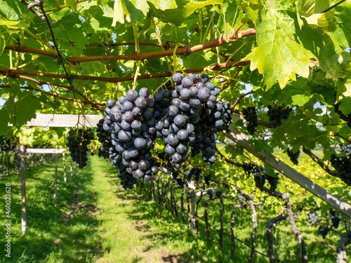 Wallpaper Mural Bunches of black grapes in the Italian vineyards Torontodigital.ca