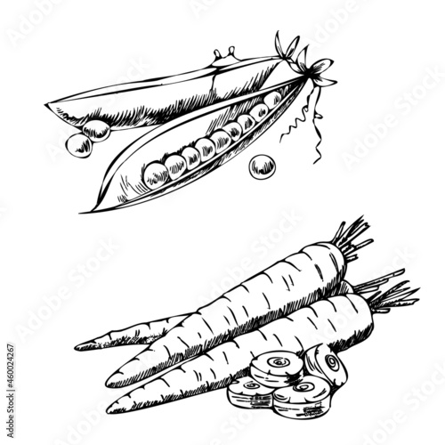 Hand-drawn agriculture and farm isolated design elements. Carrot, green pea  sketch vector illustration. Autumn harvest. Vintage illustration on a white background.