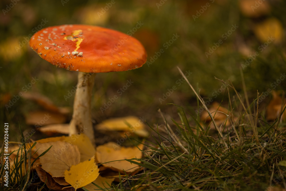 Amanita mushroom in the grass, red poisonous mushroom in the forest, autumn, nature reserve, background.
Amanita mushroom in the grass, red poisonous mushroom in the forest, autumn, nature reserve, background.
