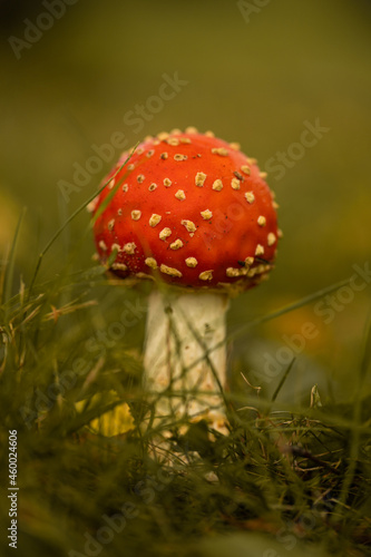 Amanita mushroom in the grass, red poisonous mushroom in the forest, autumn, nature reserve, background. 