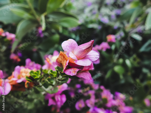 Pink flower