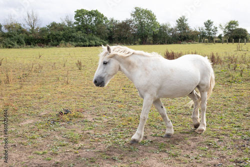 white horse in the field © scott