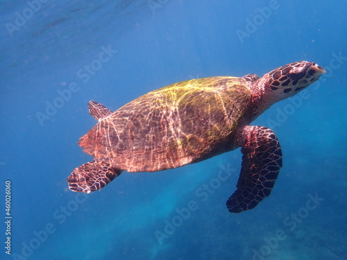 スリランカ　ピジョン島国立公園の海亀 © 旅祐