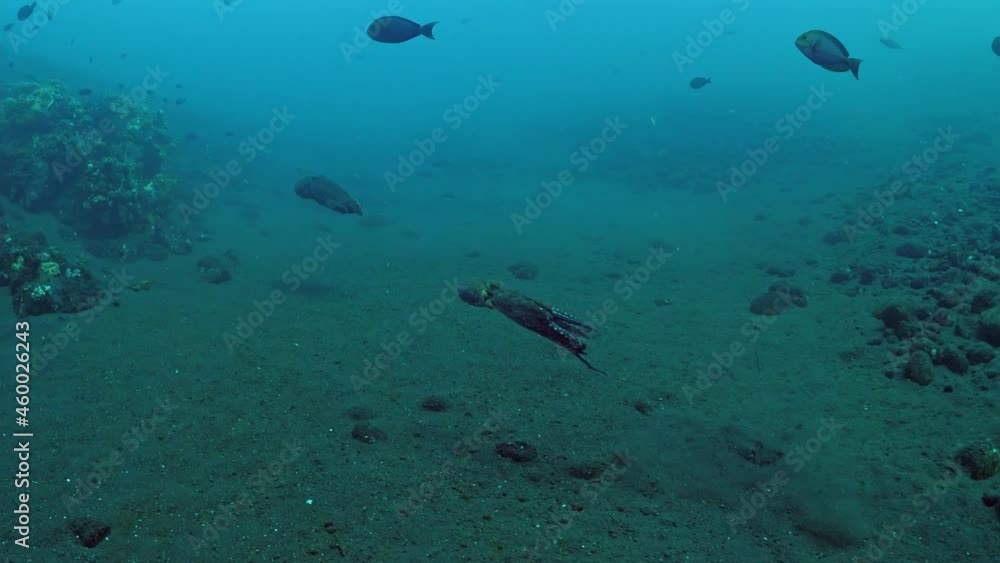 Extremely rare video - mating two Octopuses. Underwater world of Tulamben, Bali, Indonesia. Extremely rare video - mating two Octopuses. Underwater world of Tulamben, Bali, Indonesia.