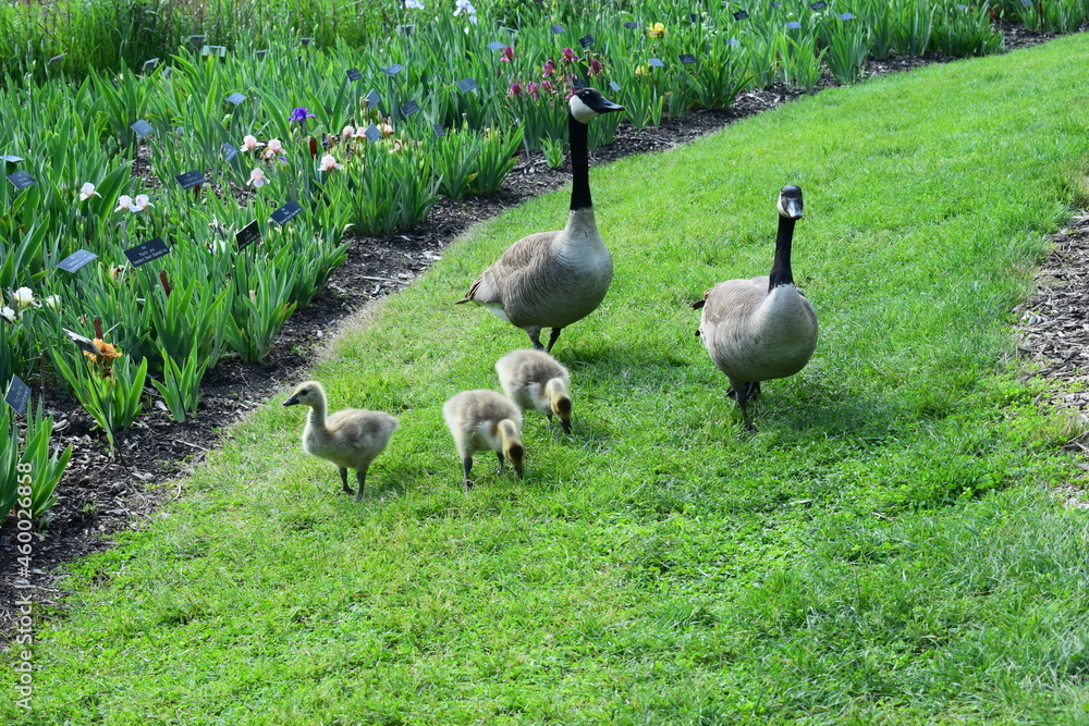 flock of geese