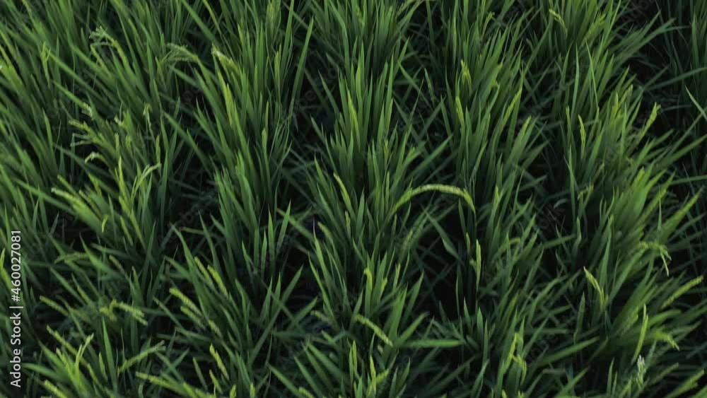 Aerial view of full lush rice field, top down view Aerial view of full lush rice field, top down view