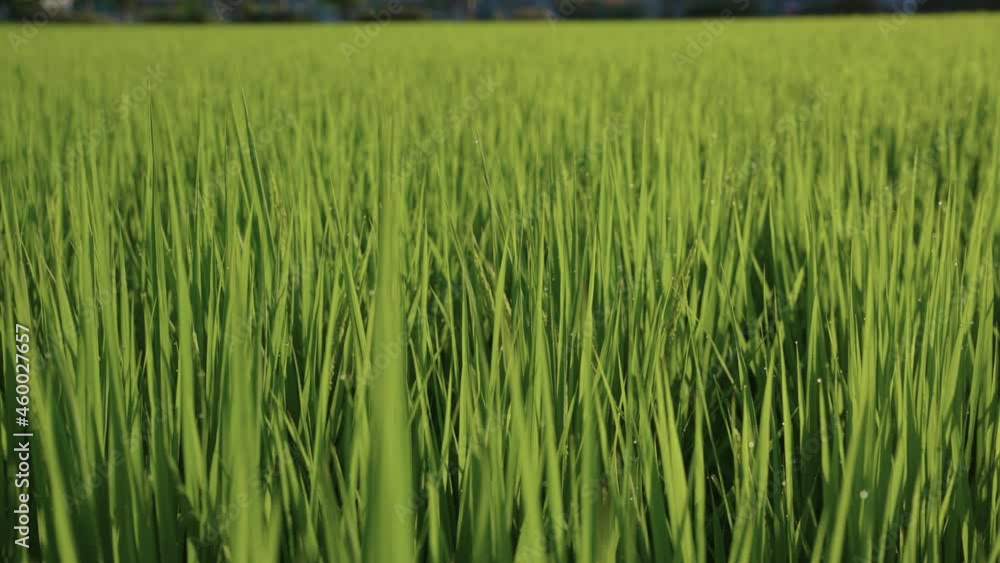 Lush full rice field at sunrise, Sunrise over farm Lush full rice field at sunrise, Sunrise over farm