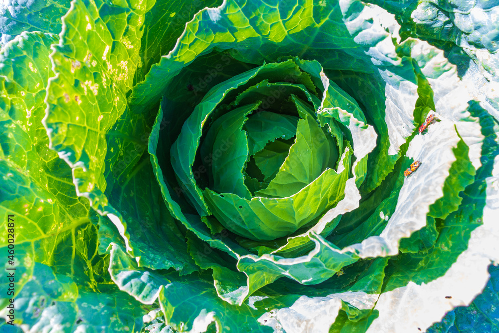 Fototapeta premium Soft focus of Big cabbage in the garden