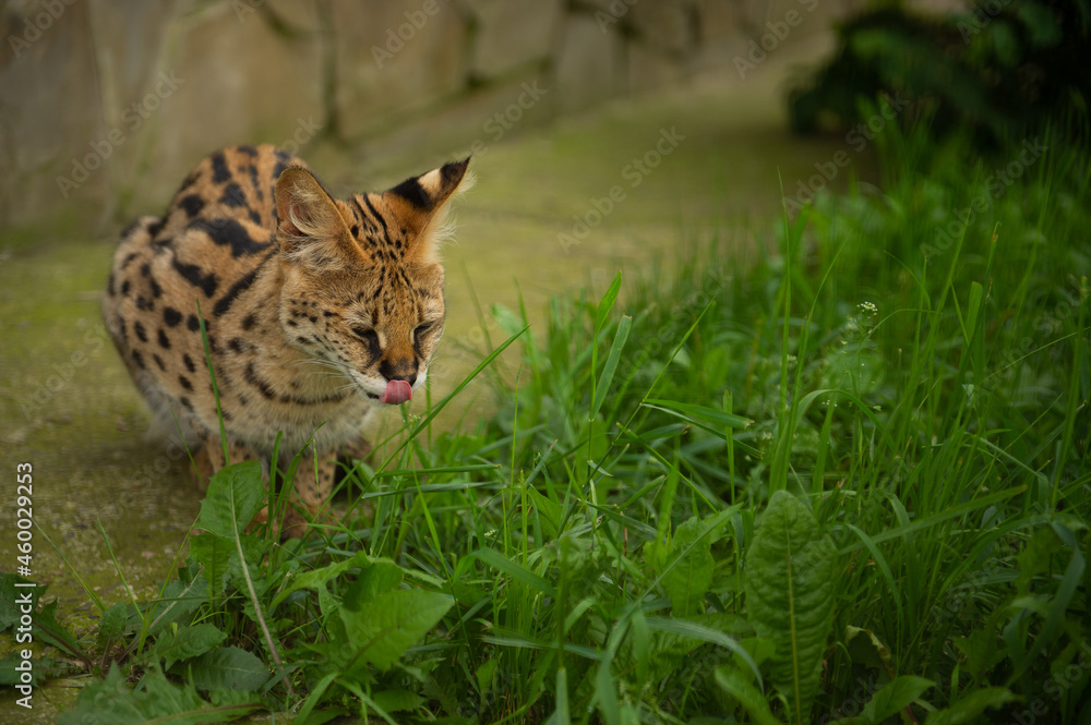 Fototapeta premium tiger in the grass