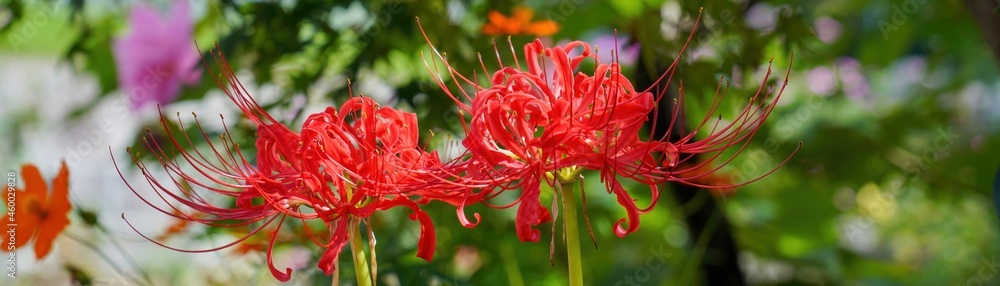 ひっそりと咲く満開の彼岸花