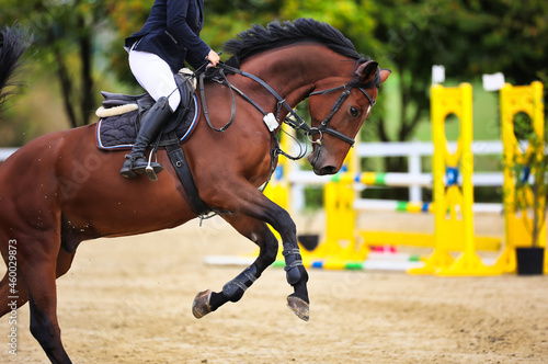 Horse, show jumping horse, in the jumping course with rider changing canter.. © RD-Fotografie