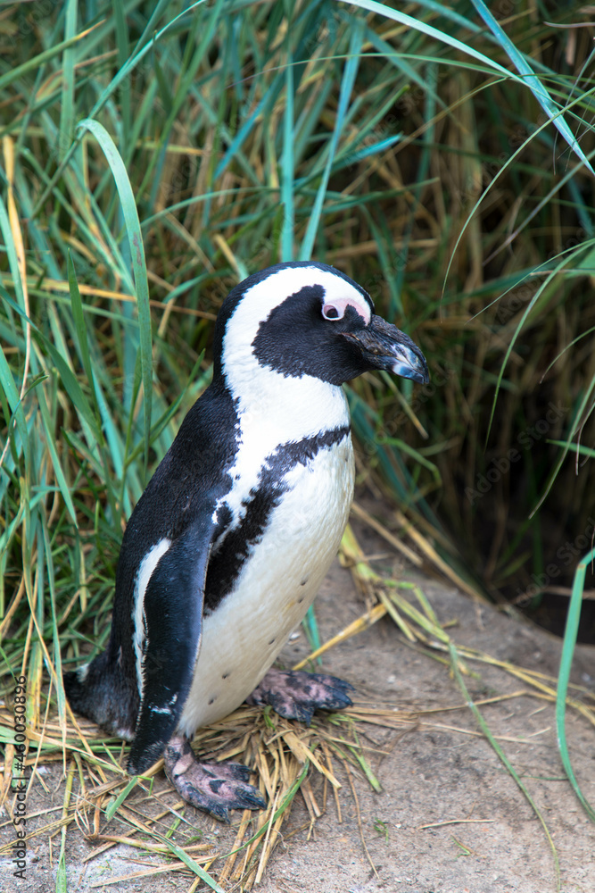 Fototapeta premium Portrait of Humboldt penguin in latin called Spheniscus humboldti, living in captivity.