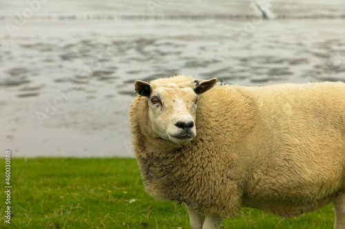 Fototapeta Naklejka Na Ścianę i Meble -  White sheep on grassy dyke in dutch province of friesland in the netherlands, wadden sea in the background. Close up.