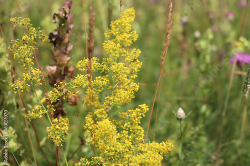 Galium verum yellow flowers in the meadow on summer. Close-up of yellow bedstraw photo