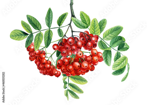 Rowan berries branch with green leaves Watercolor painting illustration isolated on white background.