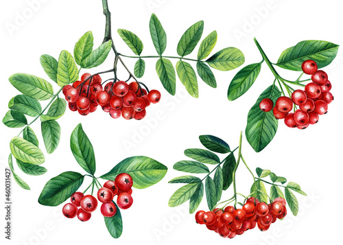 Set Red rowan berries bunch with green leaves Watercolor painting illustration isolated on white background.