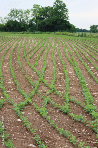 Green Soybean plants growing in rows in the field.. Cultivated Glycine max field on springtime