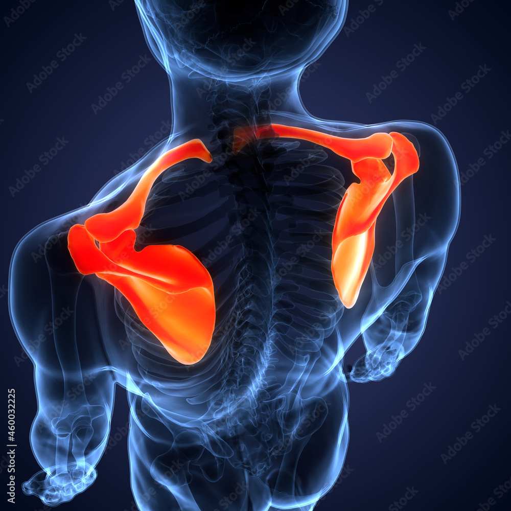 Human Skeleton System Pectoral (Shoulder) Girdle Bone Joints Anatomy Stock Illustration Adobe