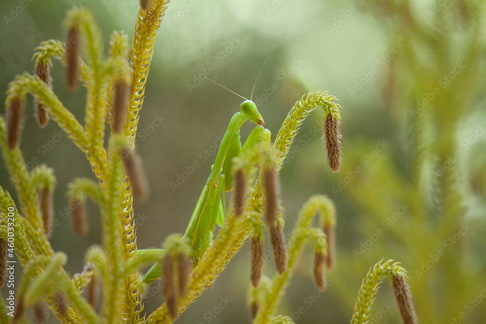 The Other Spesies of Mantis The Other Spesies of Mantis