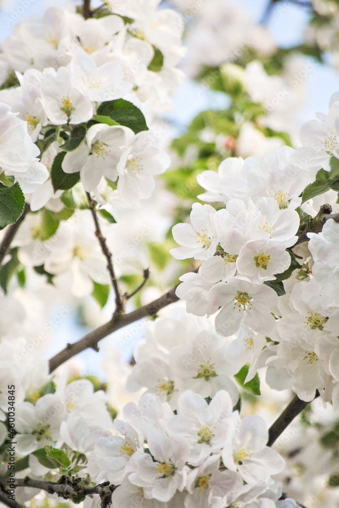 Spring Spring