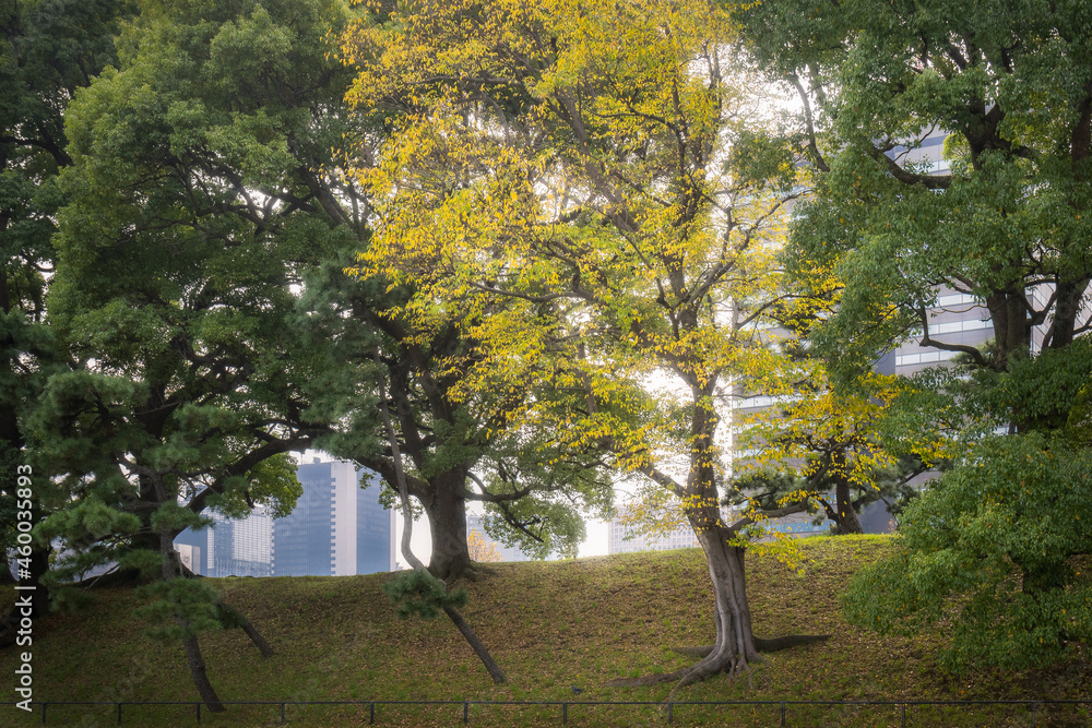 Amazing autumn foliage at Kokyo Gaien National Garden in front of Tokyo Imperial Palace with Chiyoda cityscape in the background in morning fog, in Tokyo, Japan.