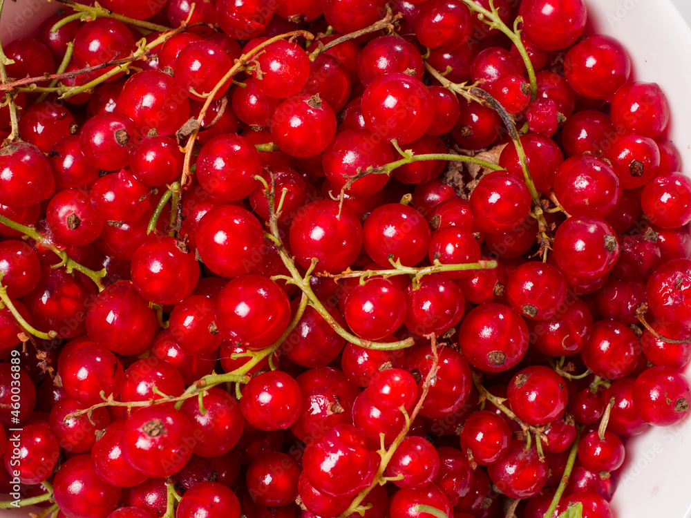 Red currant berry in a white bowl. Close-up. Studio photography Red currant berry in a white bowl. Close-up. Studio photography