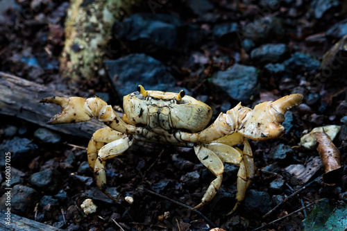 A land crab spotted in the forest at Karnala  Maharashtra  India