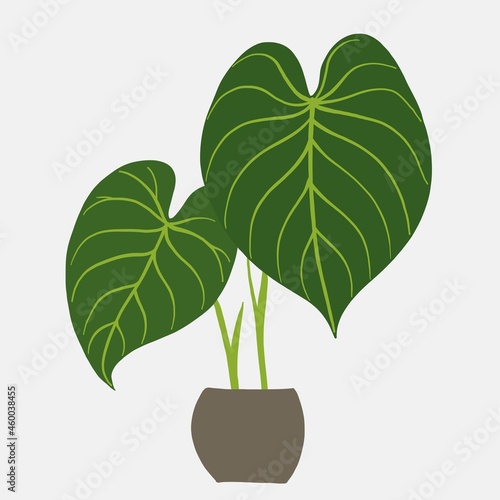 Simplicity philodendron gloriosum houseplant simplicity freehand drawing flat design.
