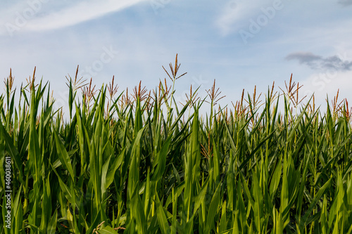 Blick in ein sommerliches Maisfeld