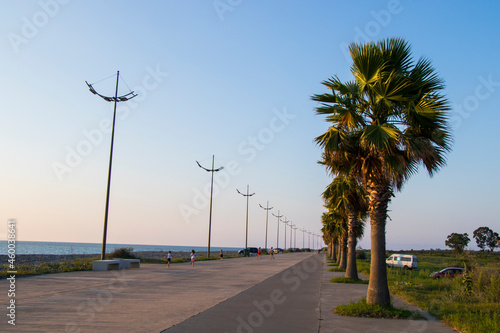 Palm tree on the beach, Black sea palm trees.