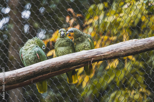 Amazona amazonica, Amazona farinosa farinosa, green parrots sitting on branch photo