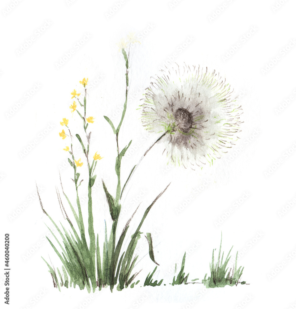 Wild flowers and grass. Small yellow rape, Huge dandelion. Hand-drawn watercolor illustration on textured paper. Isolated on white background.