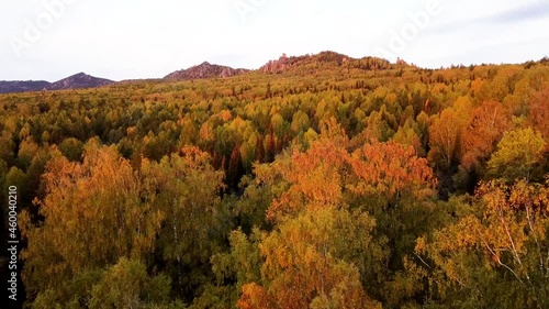 Golden aerial drone flight over the autumn forest in the mountains at sunset Ural Russia. Ural mountains in autumn Rock tourism Sports Eco-travel.