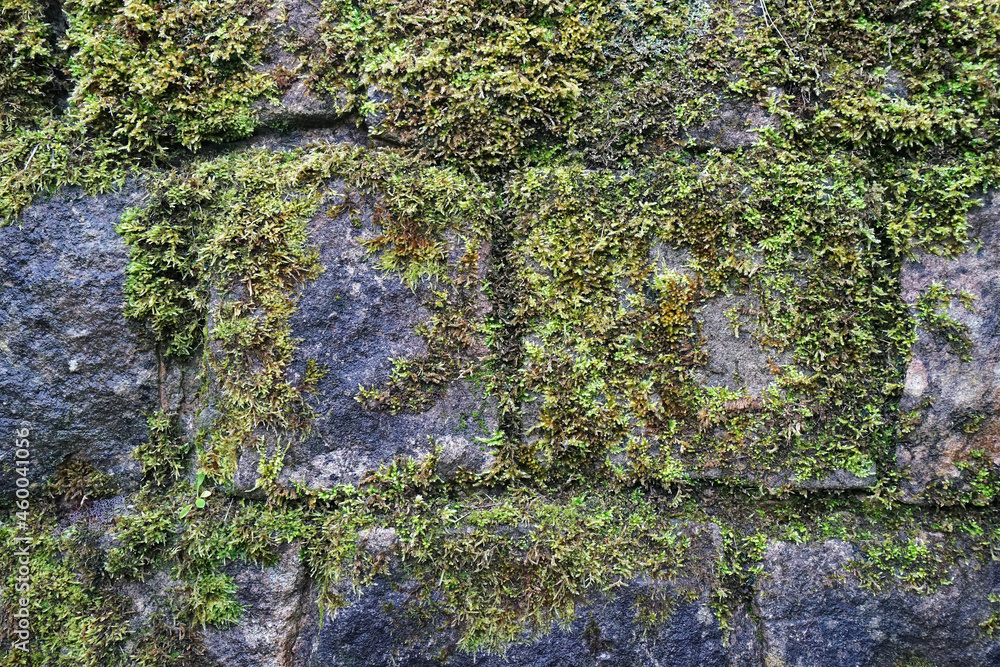 Close up Green moss plant covered on old stone wall Close up Green moss plant covered on old stone wall