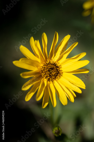 wild yellow daisy