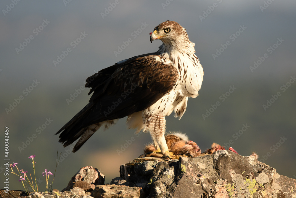 Fototapeta premium el aguila perdicera en la sierra extremeña