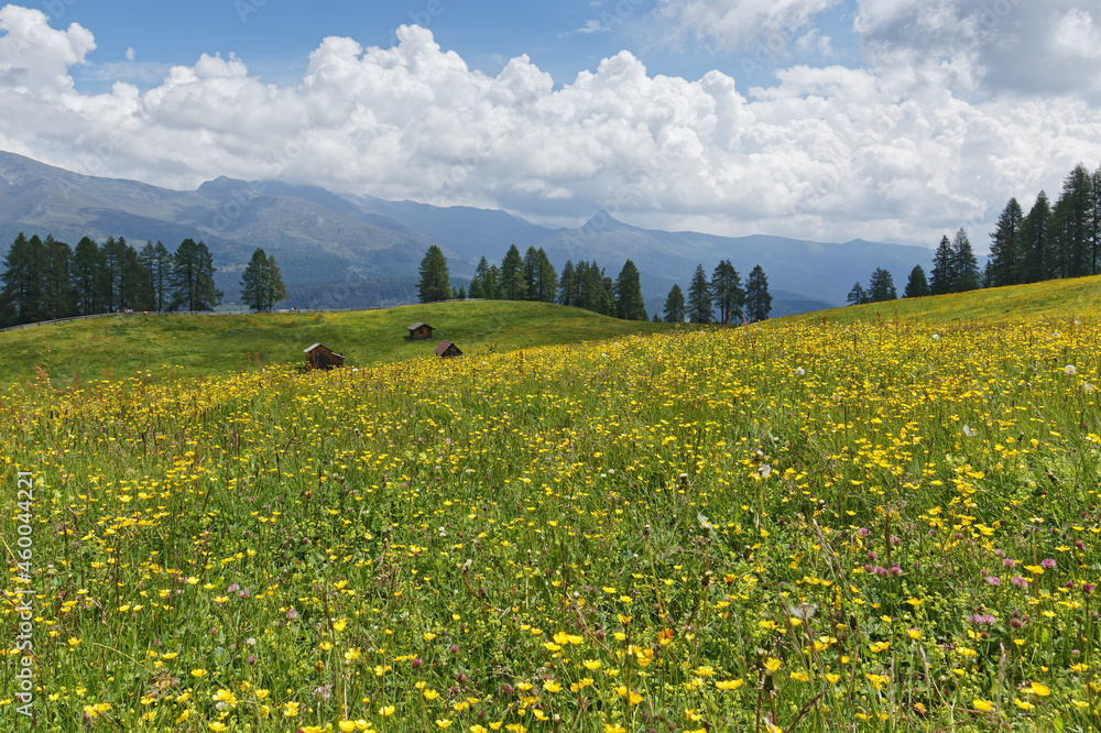 Blühende Bergwiesen mit alten Holzhütten vor dem Kamm der Karnischen Alpen, Pustertal, Südtirol, Italien 