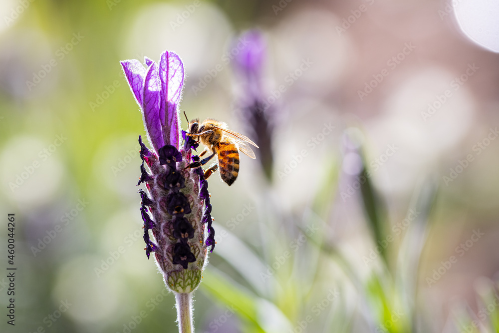 Fototapeta premium Close up shot of an European Honey Bee visiting an English Lavender plant on a sunny day