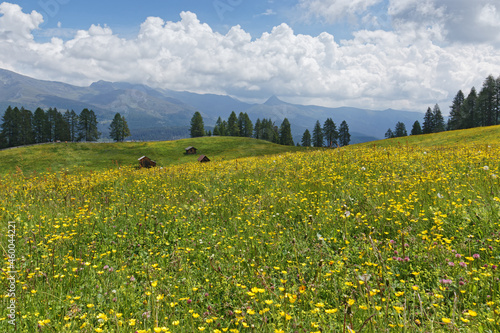 Bl  hende Bergwiesen mit alten Holzh  tten vor dem Kamm der Karnischen Alpen  Pustertal  S  dtirol  Italien 