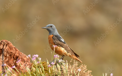 Roquero rojo en la montaña en primavera