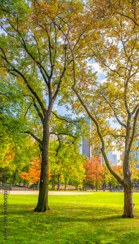 Trees and buildings from Central Park in foliage season  New York City.
