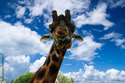 African giraffe eats a leaf with blue sky in the background