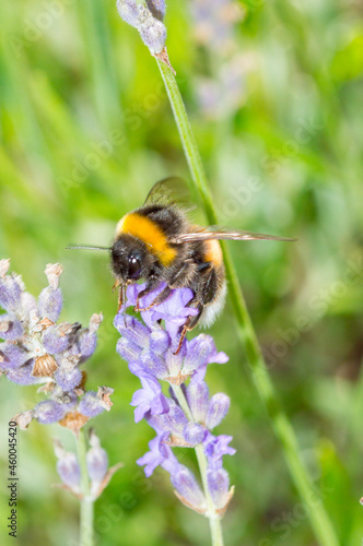 Bumblebee on lavender flower in Poland. © Robson90