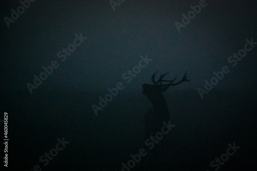 Fototapeta Naklejka Na Ścianę i Meble -  Jeleń we mgle o poranku