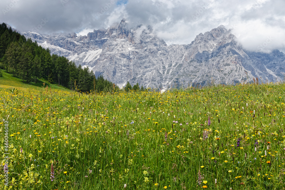 Blühende Bergwiesen vor den Gipfeln der Sextner Dolomiten, Pustertal, Alpen, Südtirol, Italien 