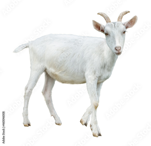White little goat isolated. Goat on white background.