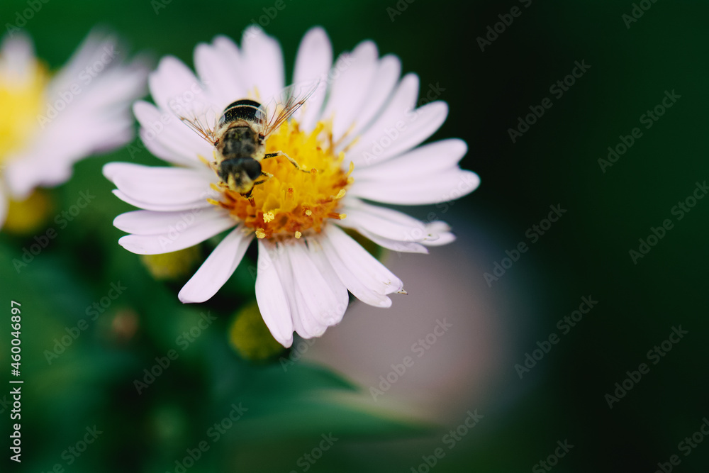 bee on daisy